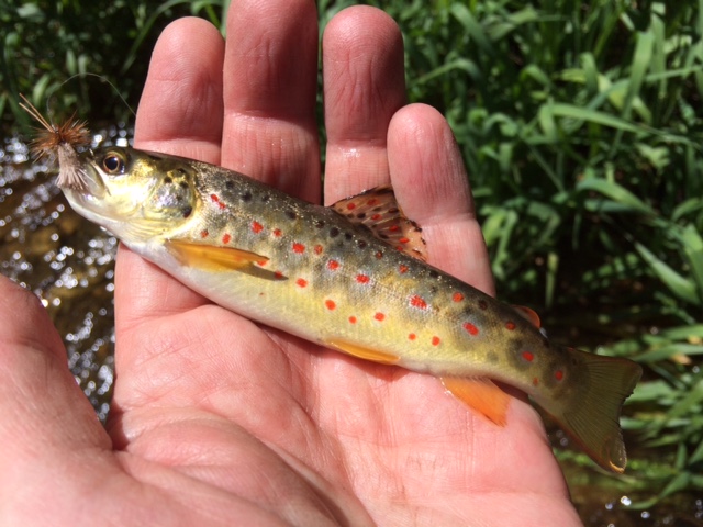 eine kleine Schönheit, stellvertretend für alle anderen...