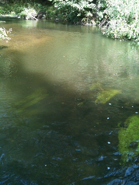 Verstärkte Wassertrübung im Bach.JPG