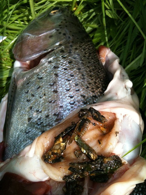 Mageninhalt RBF Köcherfliegenlarven.JPG