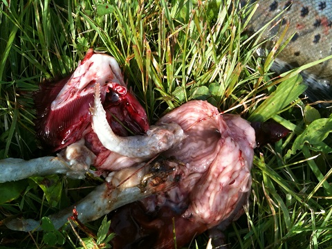 Mageni. 3 Fische +Maifliege.JPG