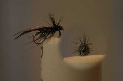IMG_7182_Test_Sedge_klein.jpg
