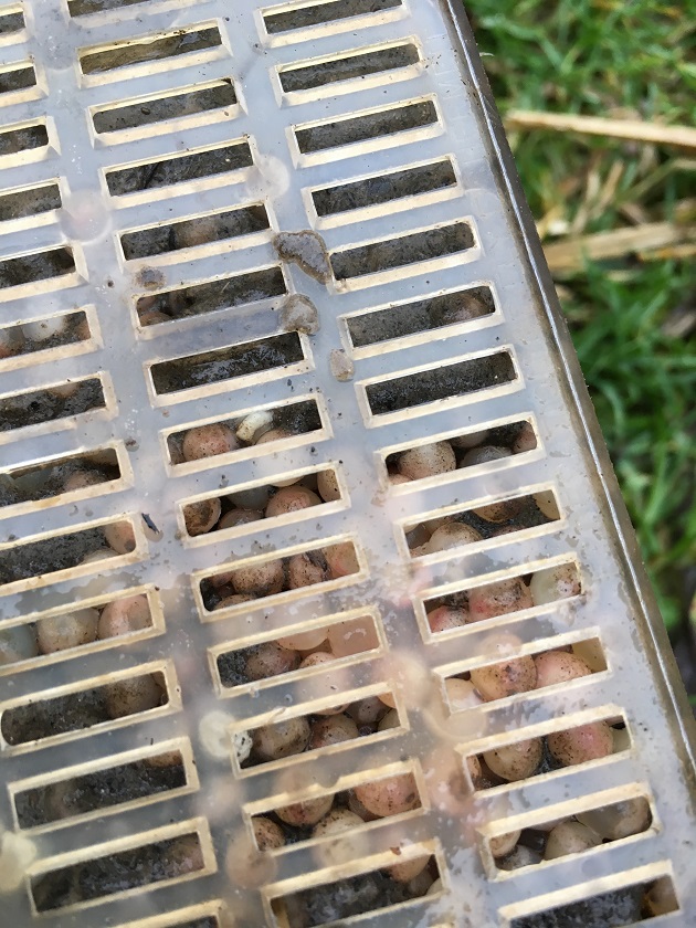 Forelleneier WV Box.JPG