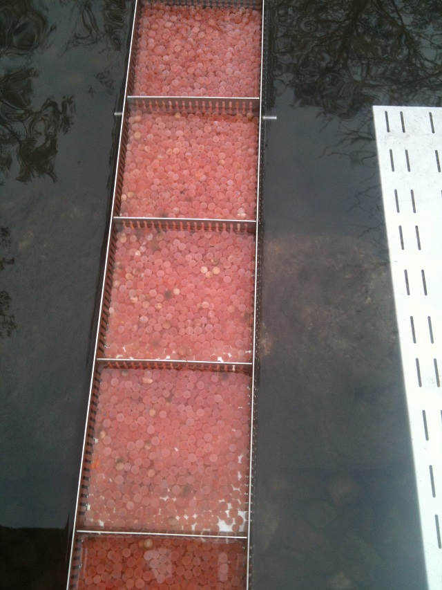 m+s Brutbox Eier ....JPG