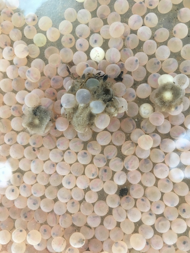 Eiklumpen - Pilz.JPG