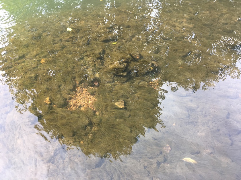 Algen Ende September ....JPG