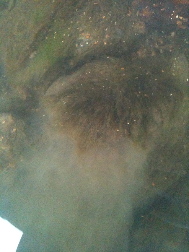 Algen... Seekreide.JPG