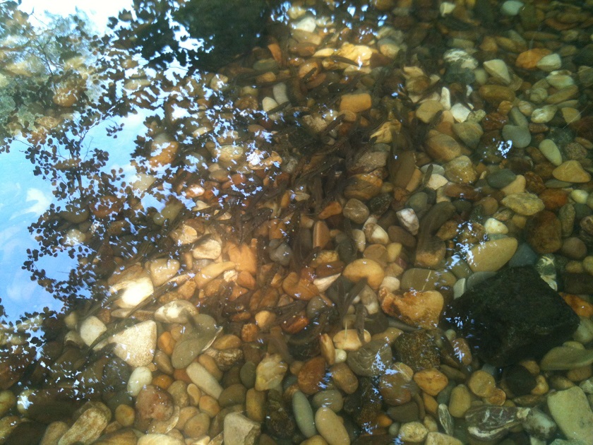 Elritzen Laichen.JPG