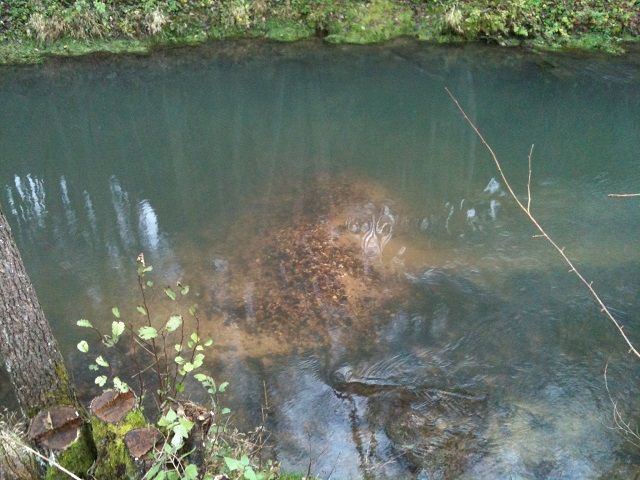 Laichgrube BF ca.  +50cm.JPG