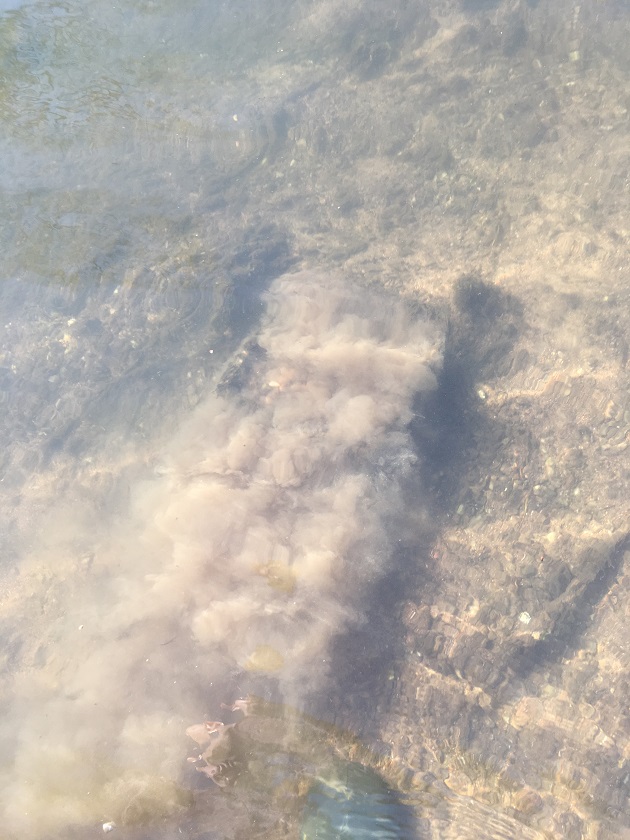 Kleiner mit Kies gefüllter Korb, nach ca. 6 Wochen im Fluss….JPG