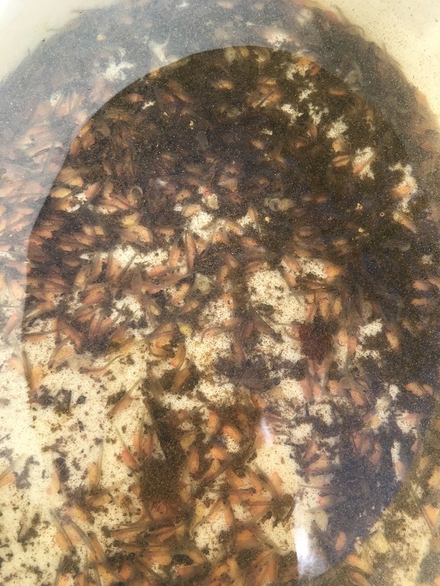 1. Bach (Region Urgestein).JPG