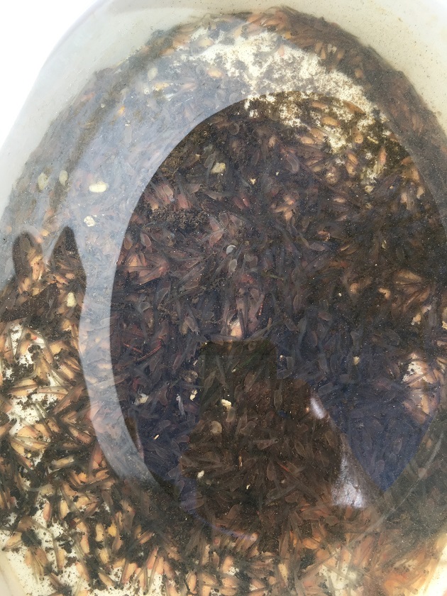 2. Bach (Region Urgestein).JPG