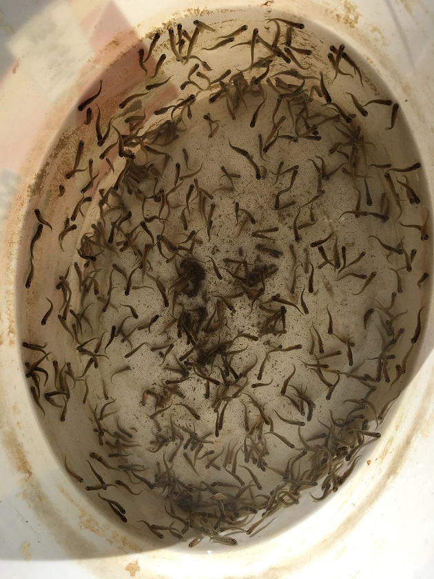 Wärmeres Wasser im Fluss (Region Jura).JPG