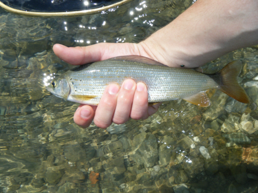 Die Äschen waren klein, aber  tadellos, und stiegen zum Teil in Massen