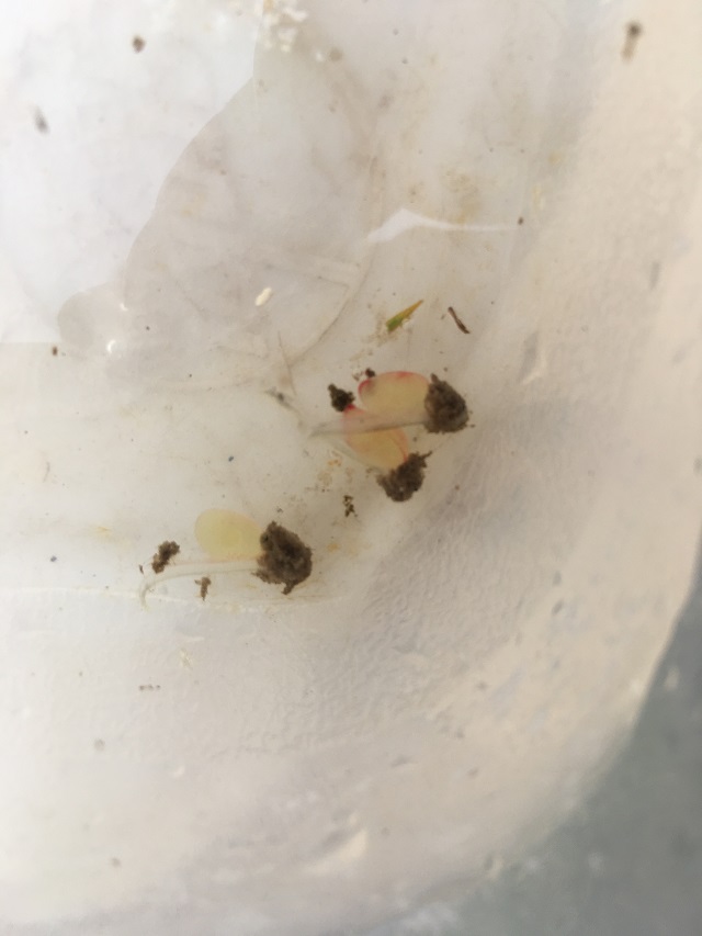 Tod durch Ersticken in verschlammten Fadenalgen.JPG