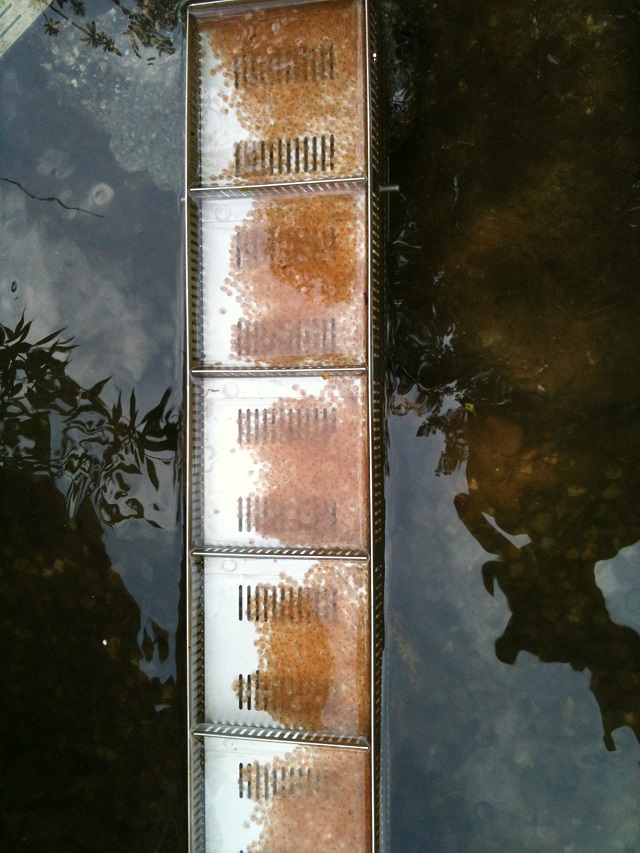 Äschen ... 2016.JPG