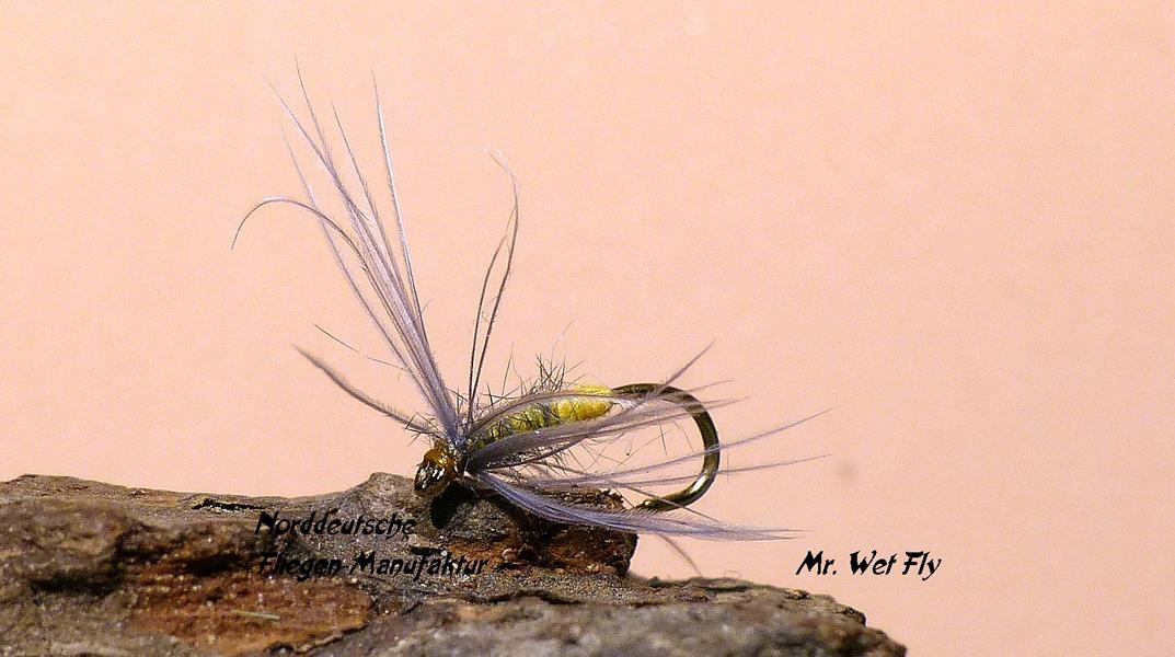 Spider Variationen 0181.JPG