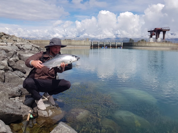 Salmon Tekapo
