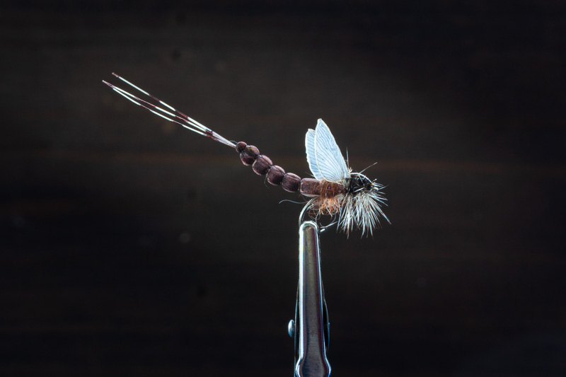 Maifliege braun1.jpg