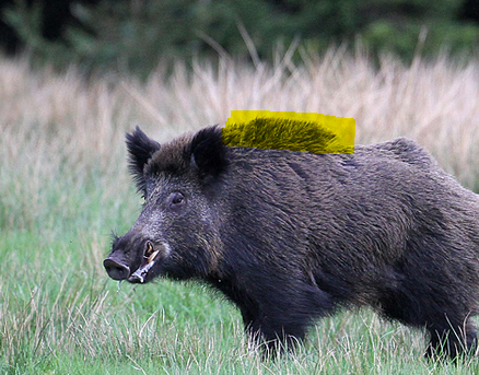 Wildsau.PNG