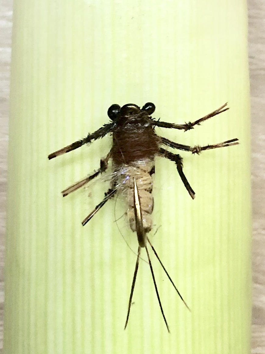 Steinklammerer nat1.jpg