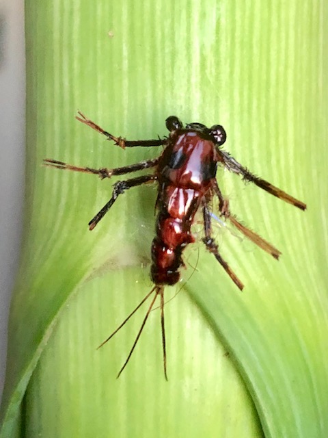 Steinklammerer nat.jpg