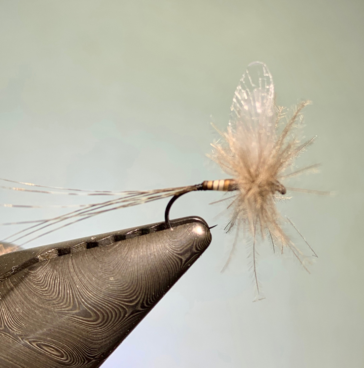 Pekari Trockenfliege