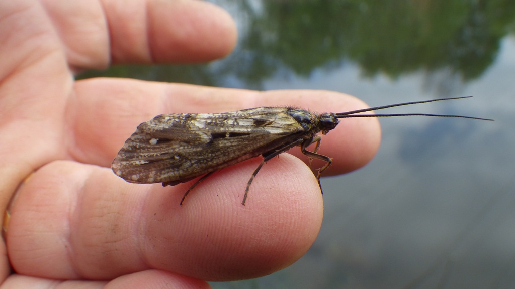 Köcherfliege 2 Inselweiher 2019 04.JPG