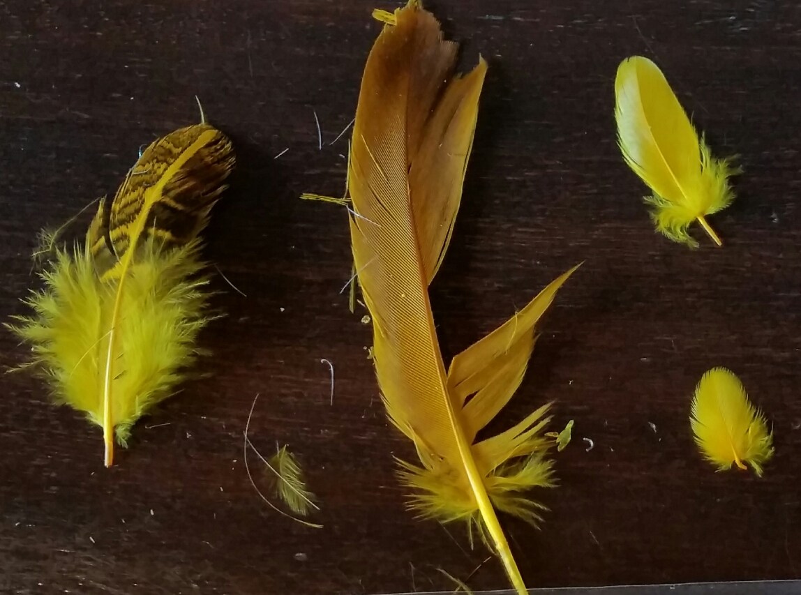 partridge1.jpg