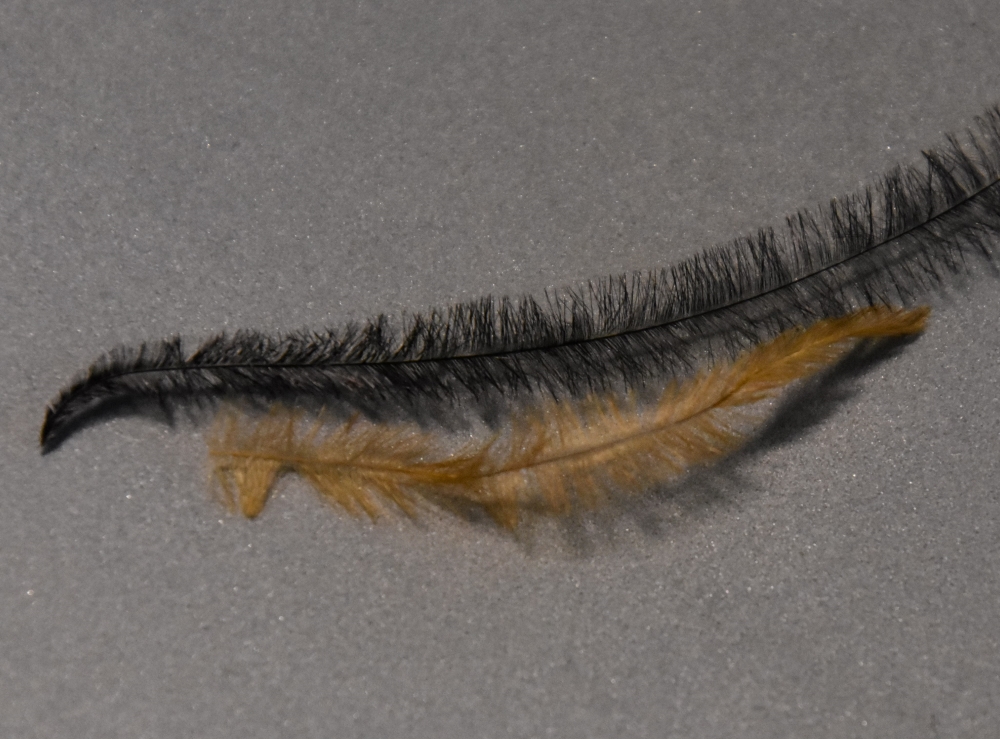 Straussenfibern braun schwarz.jpg