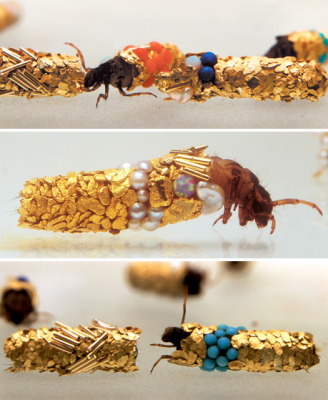 stonefly.png
