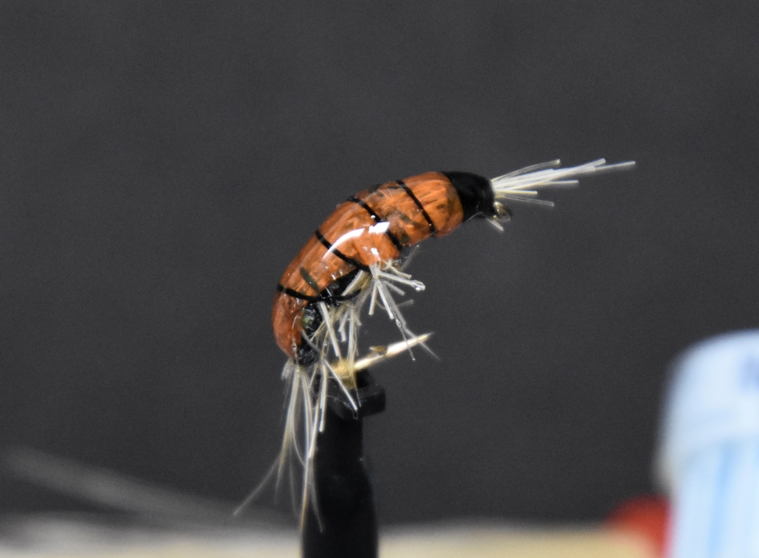 Gammarus herta domesticus.jpg