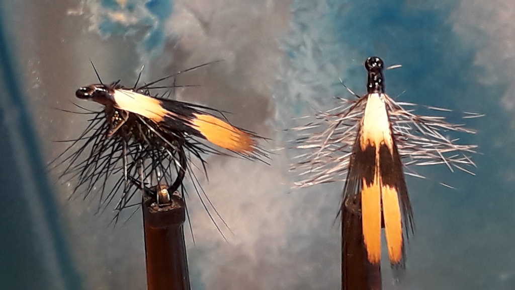 Jassid TMC 102Y #17.jpg