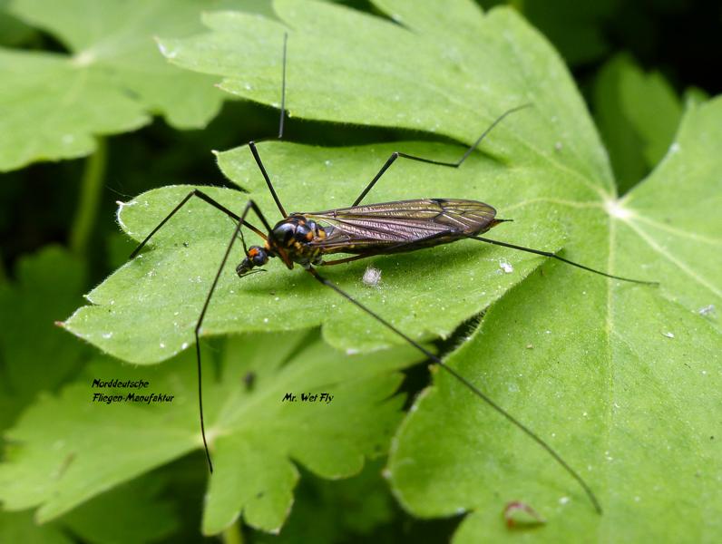 30.05.2020 (45)1.JPG