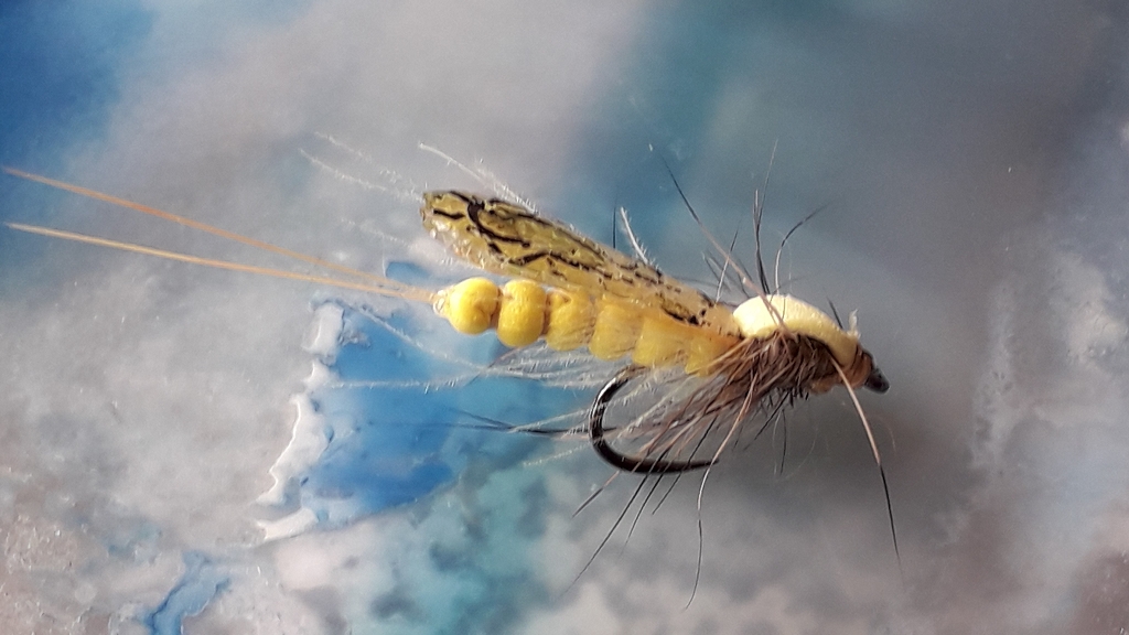 k-Yellow Sally Isoperla grammatica #14.jpg